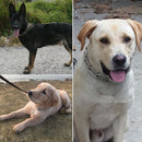 Traction Rope Dog Prong Collar Dog Leash Training Collar Pet Training Tool