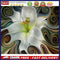 5D Diamond Painting Kit DIY Abstract Flower Full Round Drill Mosaic Picture A