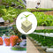 #A 50pcs Seedling Grow Plugs Starter Water Hydroponic Soilless Cultivation Tub