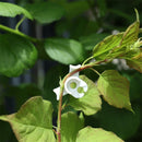Low Stress Training Plant Stem Trainer Plant training clips Plant Bender Clip