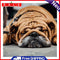 Hand Painted on Canvas DIY Sleeping Dog Oil Paint By Numbers Drawing Kit Craft