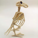 Plastic Skeleton Raven Crow Skeleton Animal Skeleton Bones Halloween Decoration