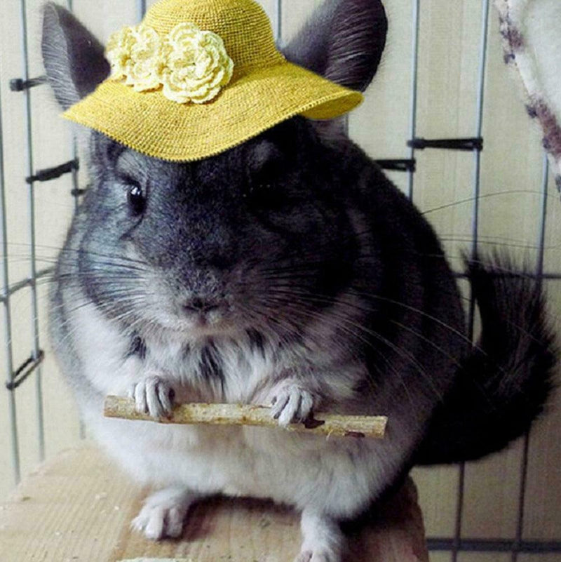 50g Wood Chew Sticks Twigs for Small Pets Rabbits Hamster Guinea Pig Best hot.