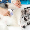 Pet Nail Clippers Stainless Steel UV LED Light Cutter Trimmer Tool (Green) Newly