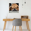 Hand Painted on Canvas DIY Sleeping Dog Oil Paint By Numbers Drawing Kit Cr