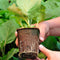 50pcs Round Paper Pulp Peat Flower Pot Plant Flower Biodegradable Nursery Cups
