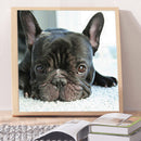 5D Diamond Painting Animal Full Square Rhinestone DIY Wall Home Decoration Gi