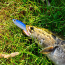 10cm 6g Bionic Loach Wobblers Fishing Lures Sinking Artificial Soft Baits K