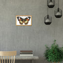 14CT Stamped Cotton Thread Picture Butterfly Cross Stitch Needlework (D725)