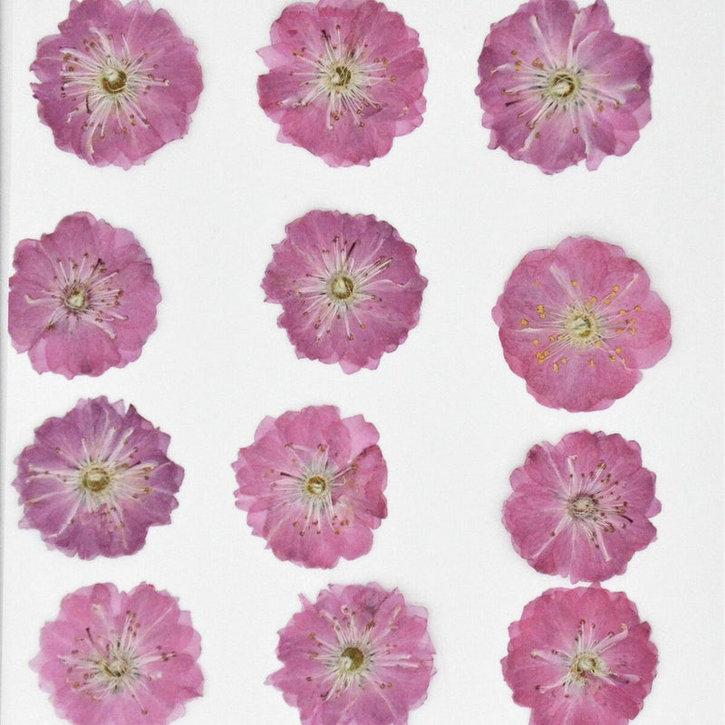DIY Jewelry Making Decoration Crafts Sakura Pressed Flowers Real Dried Flowers