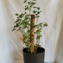 Garden Coir Coconut Sticks Vine Support Extension Plant Climbing Pole Stick