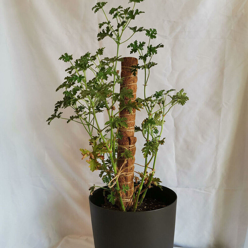 Garden Coir Coconut Sticks Vine Support Extension Plant Climbing Pole Stick