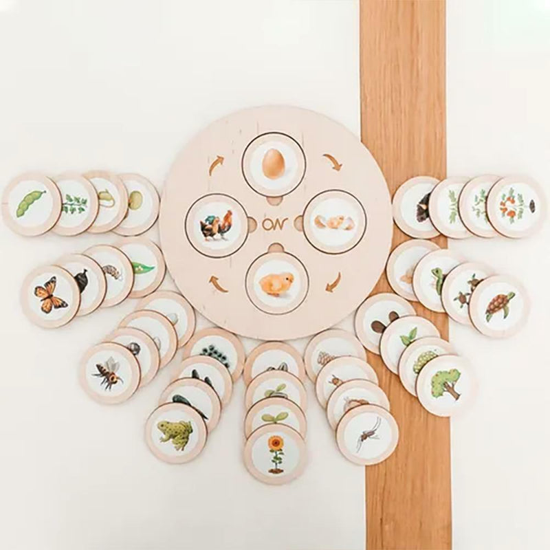 Wooden Life Cycle Board Puzzle Teaching Aids Material Biology Zoology