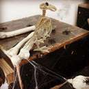 Horror Skeleton Raven Crow Skeleton Halloween Decoration Animal Skeleton Bones