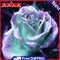 5D DIY Full Drill Diamond Painting Glitter Flower Cross Stitch Embroidery Gift