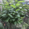 4 Pcs flective Film Plants Garden Covering Foil Sheets 210x120cm