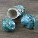 Fluorescent Green Turban Shell Seashells DIY Conch Ornament Hot Shell Decor E1A0