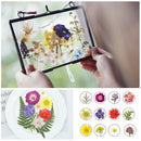 Dried Flower Material Package Real Pressed Dry Flowers & Leaves (Colour) Newly