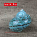 Fluorescent Green Turban Shell Seashells DIY Conch Ornament Hot Shell Decor E1A0