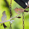 Decoration Hanging Ornament Garden Decor Birds Wind Chimes Pendant Bell