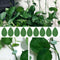 20PC x Plant Fixture Clip Plant Climbing Wall Self-Adhesive Fix Hot Tied O9K7