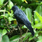 2Pcs Simulation Crow Black Crow Props Feather Birds Home Horror Decor J2Z2