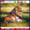 Paint By Numbers for Kids Adults Beginner Lion and Lamb DIY Acrylic Painting Kit
