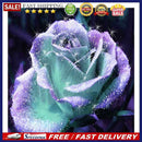 DIY Diamond Painting Kits Full Square Drill Color Rose Crafts Home Decoration
