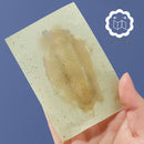 Face Oil Absorbent Sheets Flexible Anti-tear Face Blotting Paper (Black) Newly