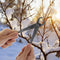 Gardening Maintenance Tools Bonsai Ball Joint Shears Cutters Round Nose Pliers