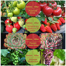 #A Solar LED Plant Grow Light Strip Greenhouse Hydroponic Phytolamp Equipment