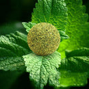 Cat Snack Catnip Ball Lick Nutrition Ball Help Digestion Q1I0 O2U2 H0D7