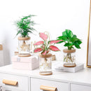 Ornament Plant Flower Pot Flower Arrangement Hydroponic Vase Plastic Vase