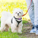 #A USB Pet Anti Barking Device Adjustable Ultrasonic Dogs Training Barkproof Col