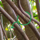 Plant Garden Stem Support Clips, Grow Upright Bundled Ring for Tomato Trellis