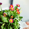 Garden Planter Kit Succulent Planting DIY Tool Seedling Tool (16pcs Pink) Newly