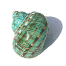 Fluorescent Green Turban Shell Seashells DIY Conch Ornament Hot Shell Decor E1A0