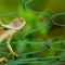 Garden Plants Climbing Netting Nylon Flower Vine Support Rope (1.8x2.7m) Newly