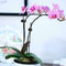 Plant Support Clips Orchid Stem Clip For Vine Support Clamping Branch P5P1