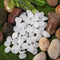 100pcs Luminous Pebbles Rocks Mix Color Stone Fish Tank Decoration (White) Newly