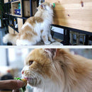 Cat Catnip Candy Energy Ball Snacks Licking Healthy 12g Kitten W3Y0