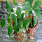 4 Pcs flective Film Plants Garden Covering Foil Sheets 210x120cm