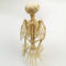 Crazy Bone Skeleton Raven Plastic Animal Skeleton Bones Horror Halloween Decor`