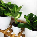 Bonsai Automatic Water Absorbing Container Succulent Plant Balcony Flower Pot