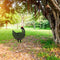 Acrylic Hollow Chicken Ornaments Backyard Lawn Stakes Yard Art Decor (E)