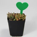 100pcs Plant Markers Garden Vegetable Heart Shape Tag Yard Label (Green)