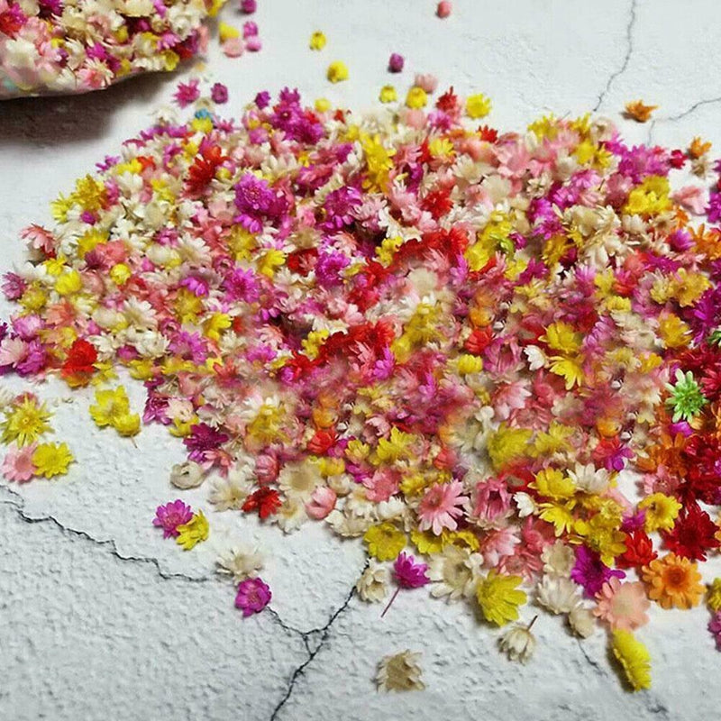 Small Star Dried Flower Head Daizy DIY Nail Art Filling Decor Hand Craft I6A1
