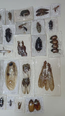 Mixed lot of insects of Venezuela flies beetles grasshoppers cockroaches cicadas