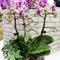 Plant Support Clips Orchid Stem Clip For Vine Support Clamping Branch P5P1