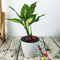 Automatic Water Absorbing Flower Pot Succulent Bonsai Container Tray (D) Newly
